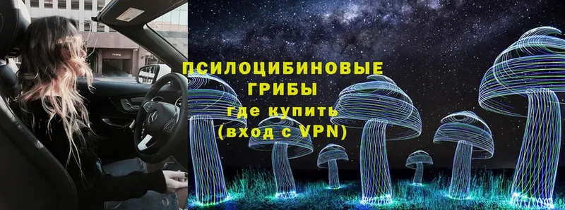 Псилоцибиновые грибы Psilocybe  Железногорск 